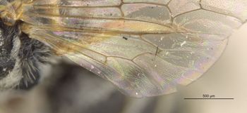 Media type: image;   Entomology 27432 Aspect: Wing hind